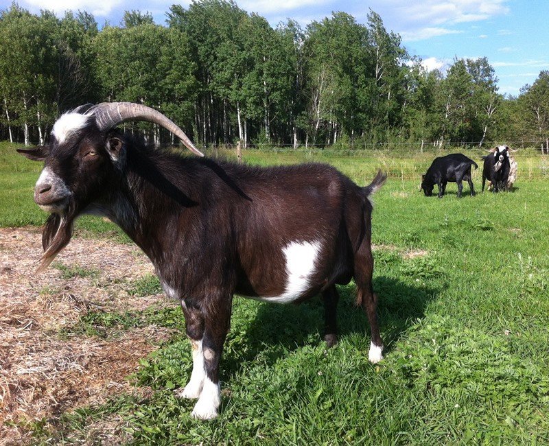 Goats Canadian Breeders Online Goats Canadian Breeders Online