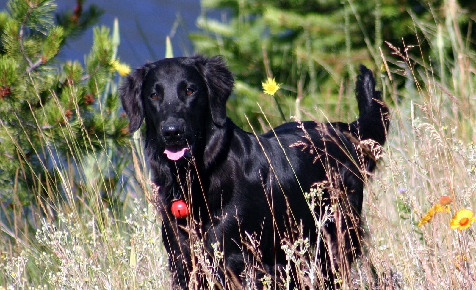 Radford FlatCoated Retrievers Canadian Breeders Online